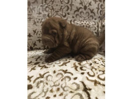 PoulaTo: Shar Pei Puppies